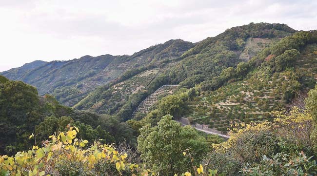 山一面に広がる急傾斜のミカン畑（和歌山県湯浅町で）