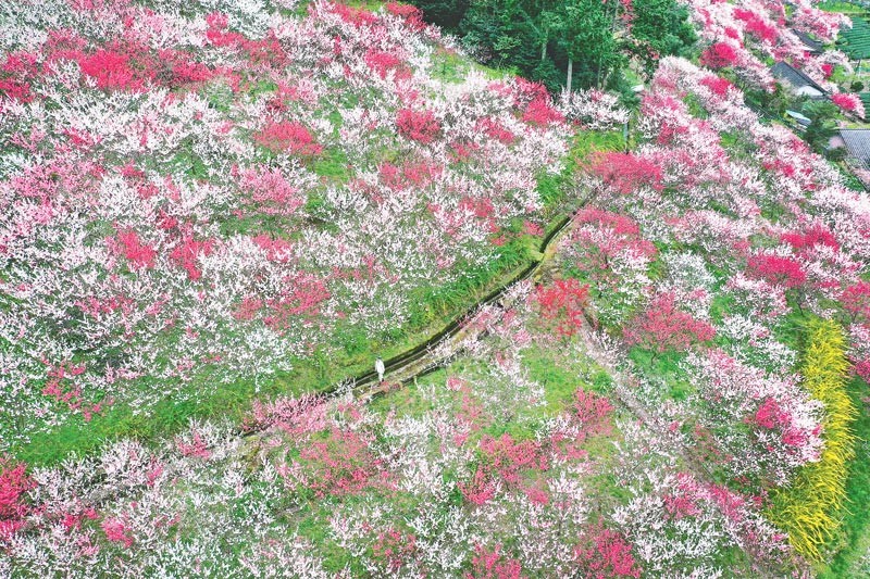 一面に広がる満開の花桃。農家が50年かけて育てた風景だ（高知県仁淀川町で）