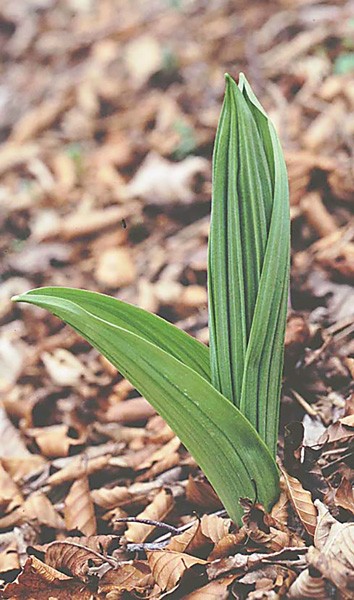 有毒植物のバイケイソウ（厚労省提供）