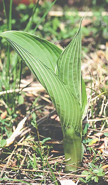 山菜のウルイ（厚労省提供）