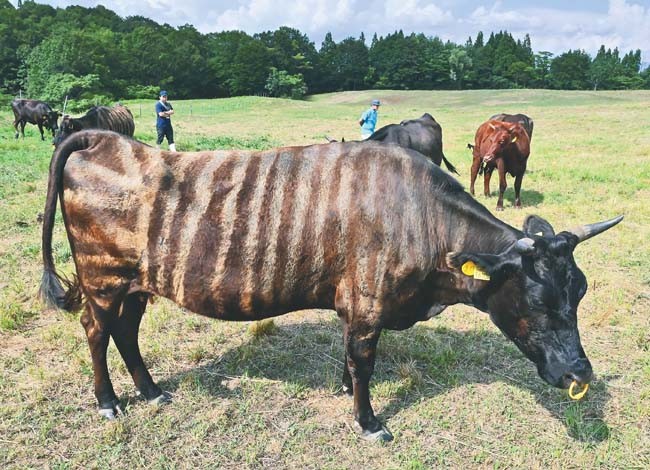 一見、シマウマのような黒毛和種の牛が放牧場でのんびりと過ごす。「しまうし」化して約１カ月たつが、模様はくっきり。吸血昆虫を嫌がる行動が減ったという（山形県小国町で）