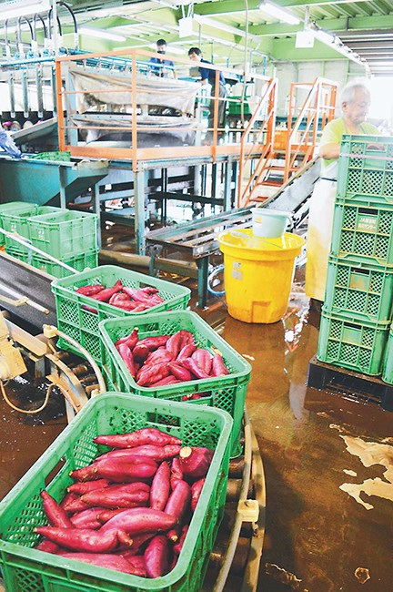 ９月から、今年産の輸出用サツマイモの出荷が始まった（千葉県香取市で）