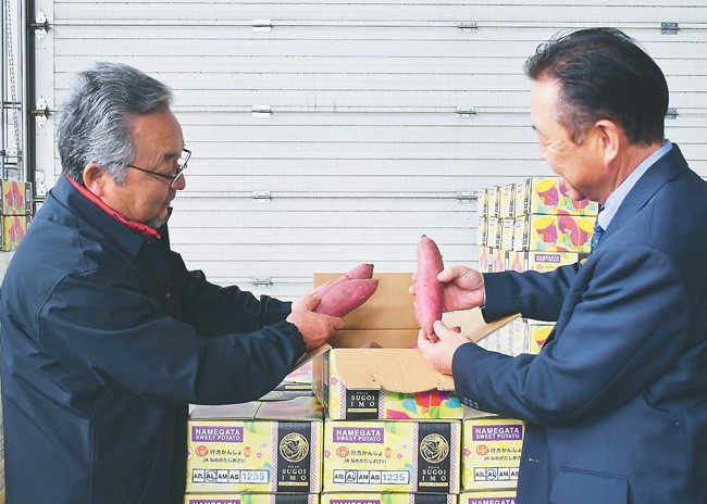 輸出向けの出荷箱を開け、サツマイモの品質を確かめる箕輪会長（左）と金田専務（茨城県行方市で）
