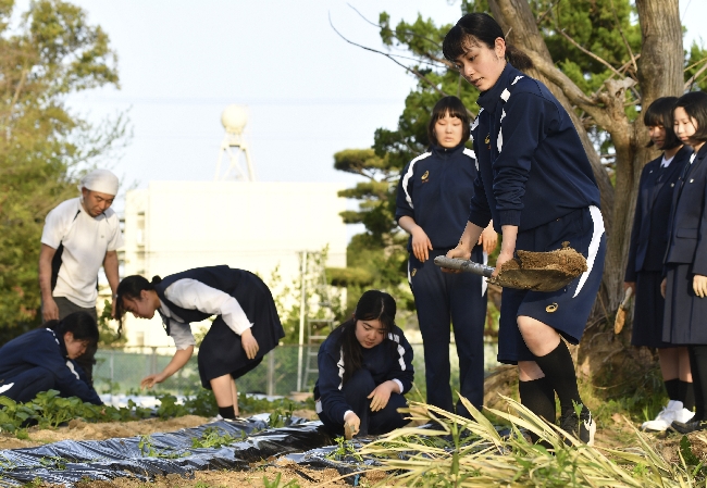 ７限の授業を終えた後、敷地の隅にある畑で、サツマイモやジャガイモを育てる三本松高校の生徒（香川県東かがわ市で）
